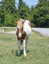 Load image into Gallery viewer, N6E “Melting Snow”