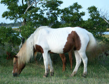 Load image into Gallery viewer, N6E “Melting Snow”