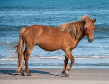 Load image into Gallery viewer, N2BHS-AIO "Mieke's Noe'lani"