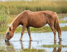 Load image into Gallery viewer, N2BHS-AIO "Mieke's Noe'lani"