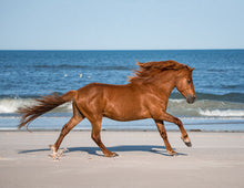 Load image into Gallery viewer, N9BFQ-GL "Mr. Frisky Hooves"