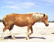 Load image into Gallery viewer, N10E "Nellie"