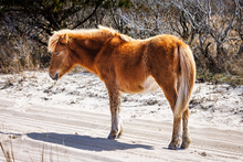 Load image into Gallery viewer, N2BHS-AIOX "Sassy Sunshine"