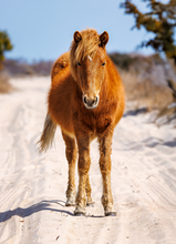 Load image into Gallery viewer, N2BHS-AIOX "Sassy Sunshine"