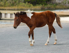 Load image into Gallery viewer, N2BHS-APW "Unbound Brynn"