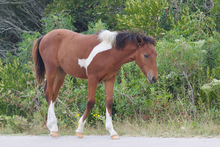 Load image into Gallery viewer, N2BHS-APW "Unbound Brynn"