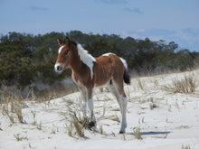 Load image into Gallery viewer, N2BHS-CKW "Peytona Star"