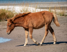 Load image into Gallery viewer, N2BHS-JQV "Gussie"