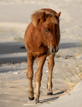Load image into Gallery viewer, N2BHS-JQV "Gussie"