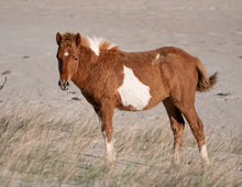 Load image into Gallery viewer, N2BHS-JV "Calypso"