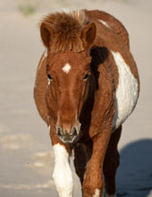 Load image into Gallery viewer, N2BHS-JV "Calypso"