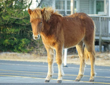Load image into Gallery viewer, N2BHS-MRV "Impossible Dream"