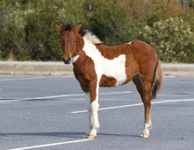 Load image into Gallery viewer, N2BHS-MRW "Amaris Anora"