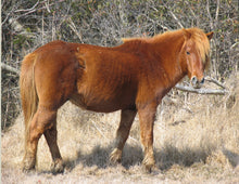 Load image into Gallery viewer, N4GM “Son of Speckles”
