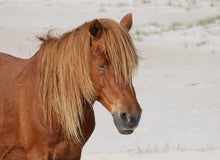 Load image into Gallery viewer, N6BIMR