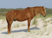 Load image into Gallery viewer, N6BIMR