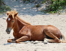 Load image into Gallery viewer, N9BM-JW "Goldenrod"