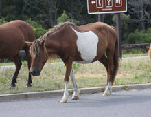 Load image into Gallery viewer, N9BM "Princess"