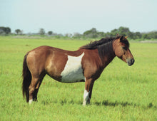 Load image into Gallery viewer, N9BM "Princess"