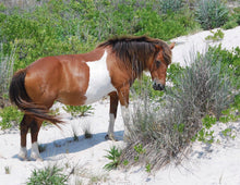 Load image into Gallery viewer, N9BM "Princess"