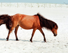 Load image into Gallery viewer, N9BN