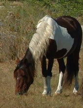 Load image into Gallery viewer, M6LP “Pen Del”