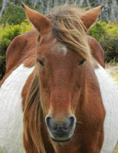 Load image into Gallery viewer, N9BM "Princess"