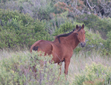 Load image into Gallery viewer, N9BFT "Queen"