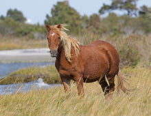 Load image into Gallery viewer, M2EINR-B "Rohan"
