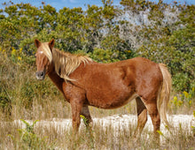 Load image into Gallery viewer, M2EINR-B "Rohan"