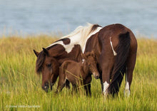Load image into Gallery viewer, Assateague Nature Photography Fall 2024 Workshop
