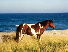 Load image into Gallery viewer, M6K “Saddleback”