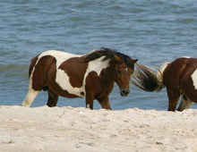 Load image into Gallery viewer, M6K “Saddleback”