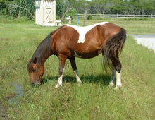 Load image into Gallery viewer, M6K “Saddleback”