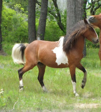 Load image into Gallery viewer, N6BP-D "Boots"