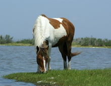 Load image into Gallery viewer, T3Q “Sea Gazer”