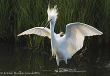 Load image into Gallery viewer, Assateague Nature Photography Fall 2025 Workshop