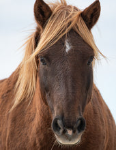 Load image into Gallery viewer, N9BFNS-E "Something Special"