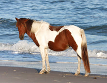 Load image into Gallery viewer, N2BHS-M "Susi Solé"