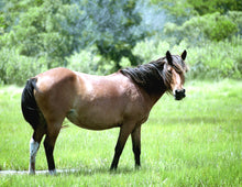 Load image into Gallery viewer, T5AF “Taffy”