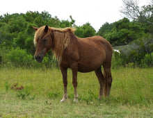 Load image into Gallery viewer, X15P