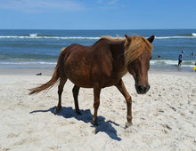 Load image into Gallery viewer, X15P