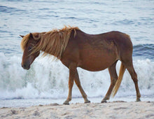 Load image into Gallery viewer, X15P