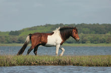 Load image into Gallery viewer, N9BM-E "Yankee"