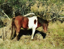 Load image into Gallery viewer, N9H “Zeus”