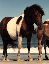 Load image into Gallery viewer, N9H “Zeus”