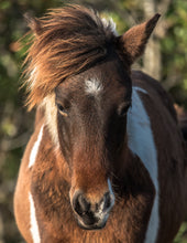 Load image into Gallery viewer, N2BHS-APU "Jack Seabright"