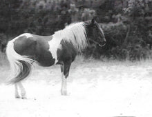 Load image into Gallery viewer, T5AEK "Chance"