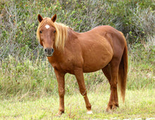 Load image into Gallery viewer, N9BFNSZ "Fonzi"
