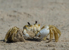 Load image into Gallery viewer, Assateague Nature Photography Fall 2025 Workshop